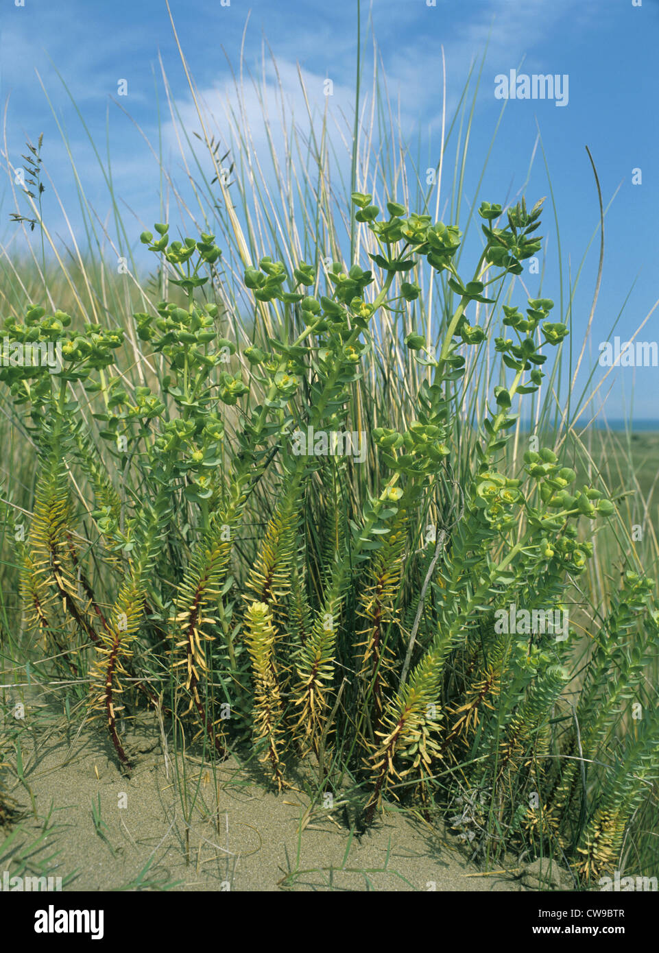 Sea Spurge (Euphorbia paralias) Stock Photo