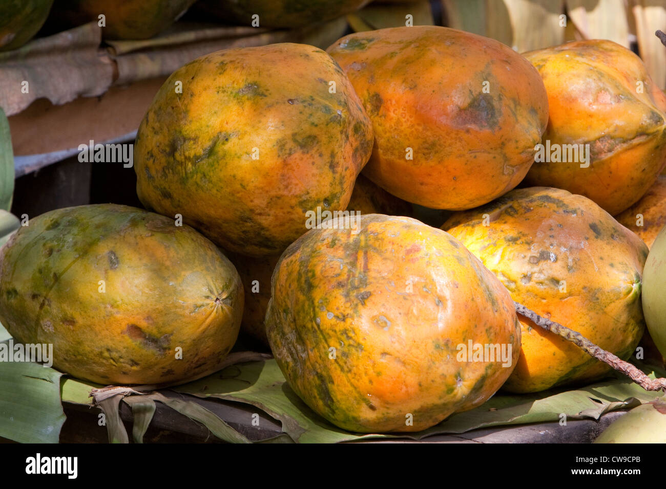 Myanmar, Burma. Papayas. Stock Photo