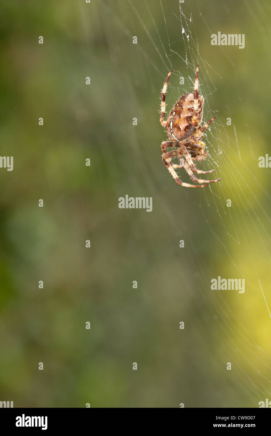 Common garden spider on web Stock Photo Alamy