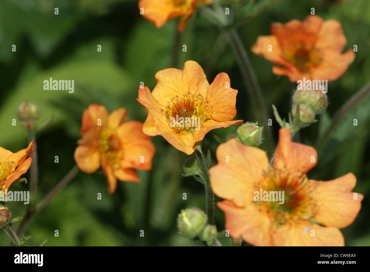 Geum 'Totally Tangerine' Stock Photo Alamy