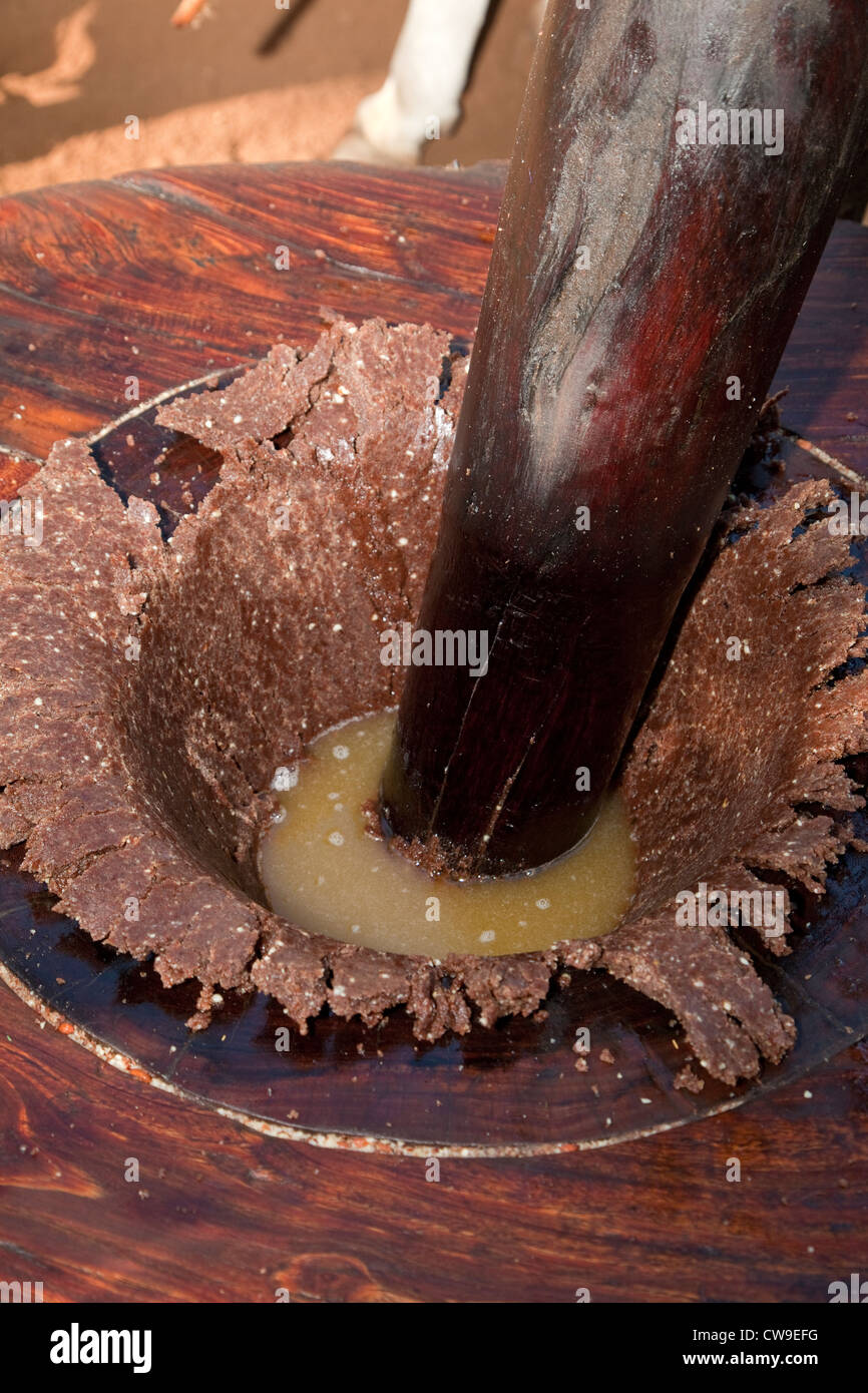 Myanmar, Burma, near Bagan. Grinding Peanut Paste to Make Oil Stock