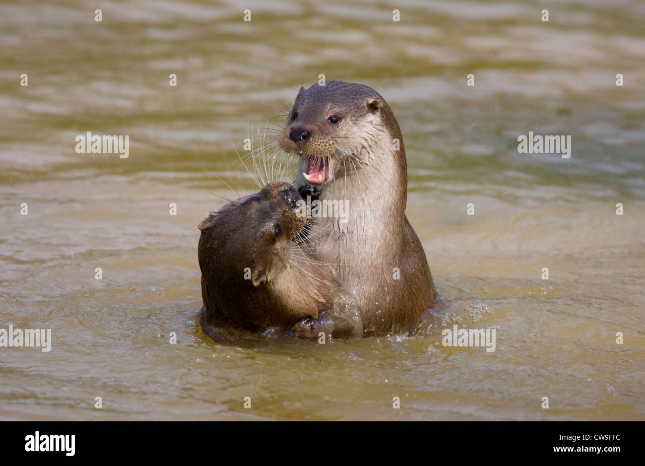 EUROPEAN OTTER (Lutra lutra) two playing in water, Surrey, UK. Captive Stock Photo