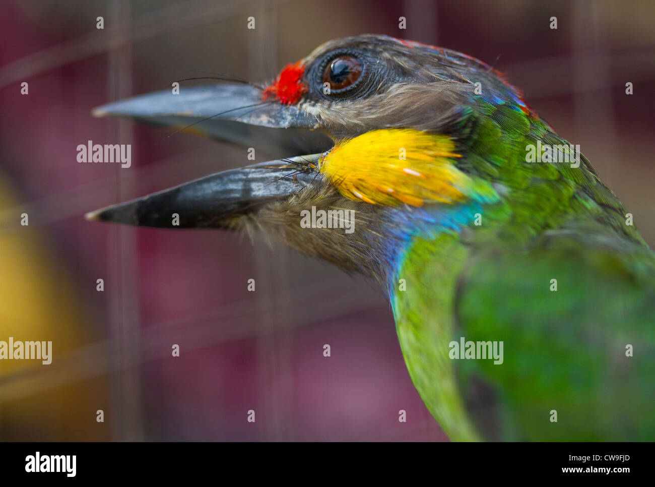 GOLDEN-WHISKERED BARBET (Megalaima chrysopogon) pet bird in cage, southern Thailand. Stock Photo