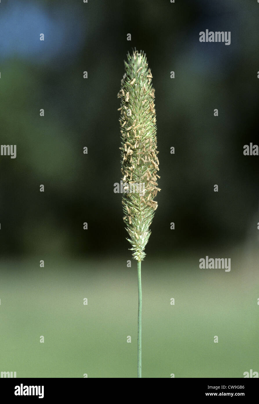 Lesser/Smaller Catstail (Phleum bertelonii) Stock Photo