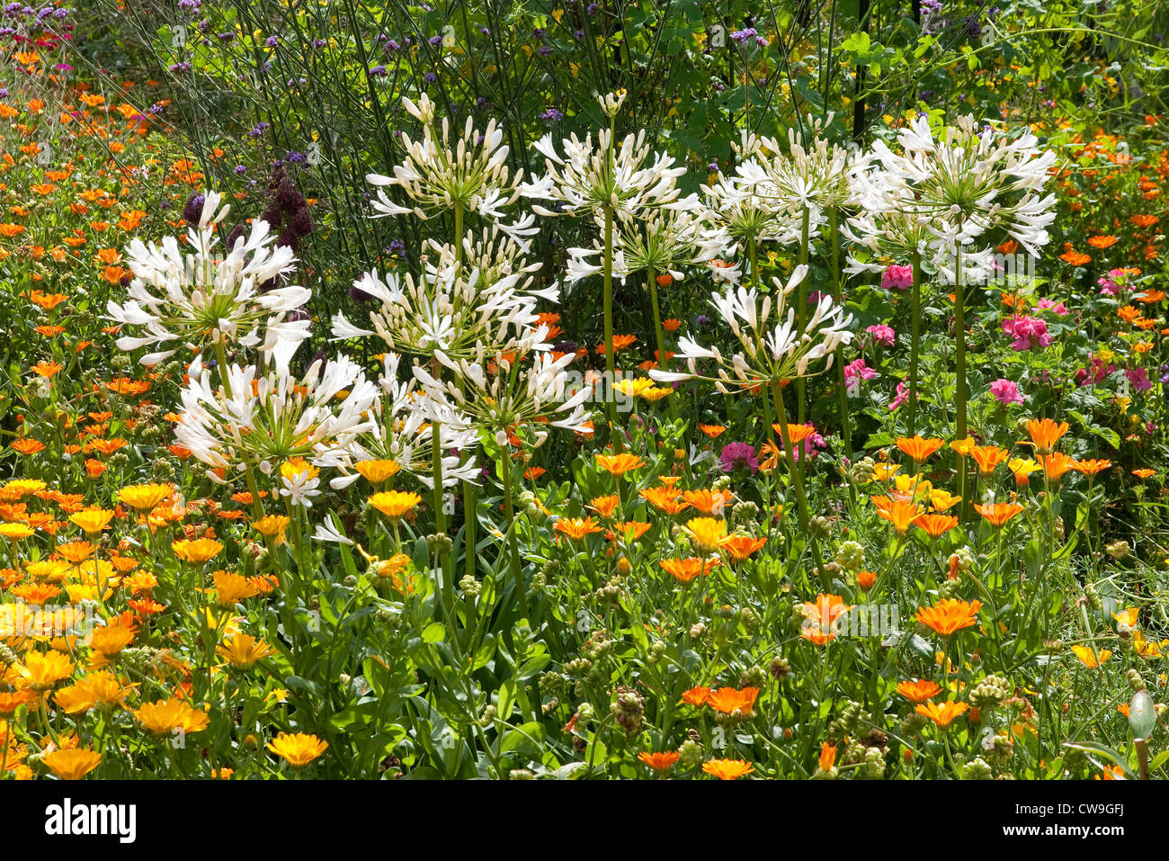 white agapanthus flowers in english garden Stock Photo