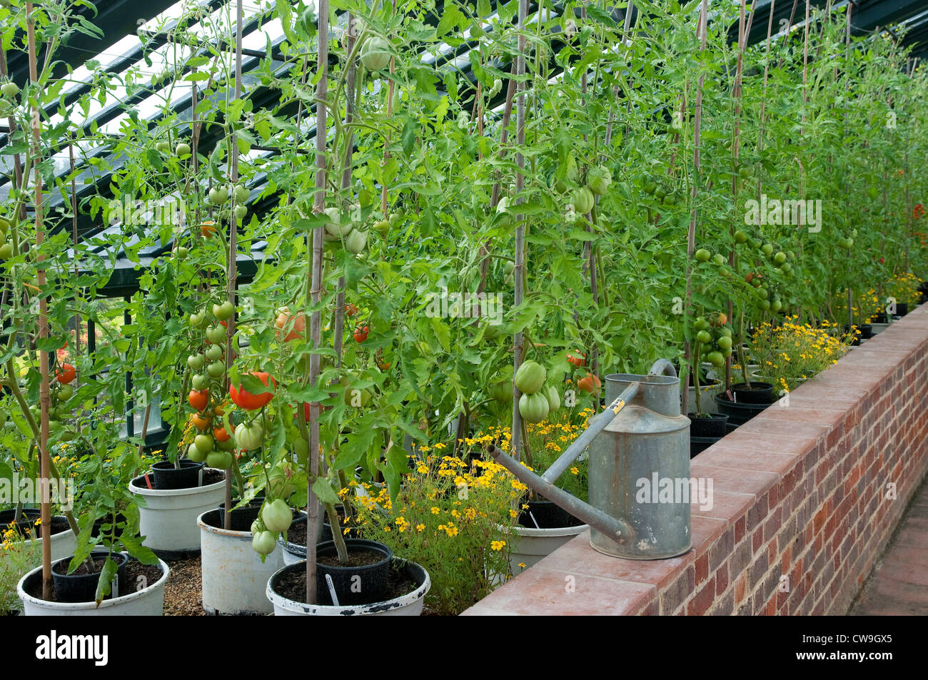 Watering tomato plants in containers hires stock photography and