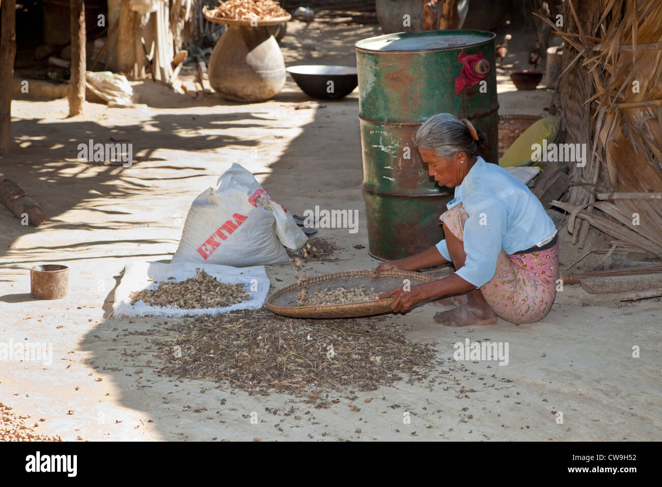 Myanmar, Burma. Woman Sorting Peanuts from Ground Debris in Village near Bagan.  Burman (Bamar) ethnic group. Stock Photo