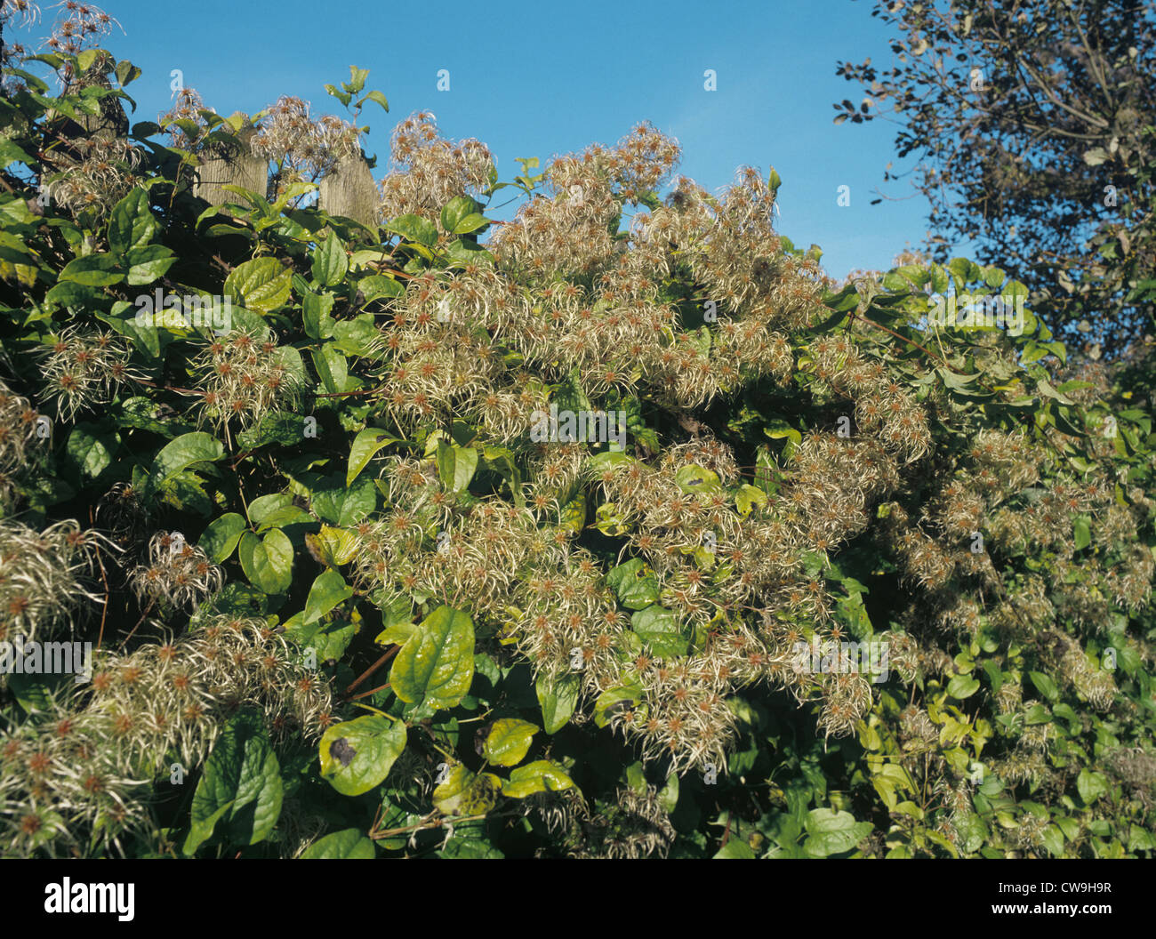 TRAVELLER’S-JOY Clematis vitalba (Ranunculaceae) Stock Photo
