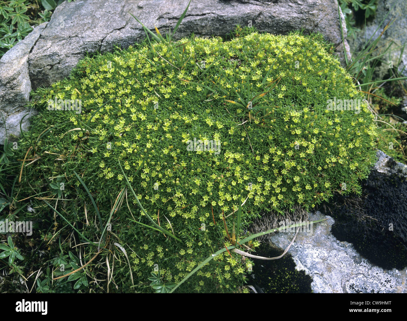 CYPHEL Minuartia sedoides (Caryophyllaceae) Stock Photo