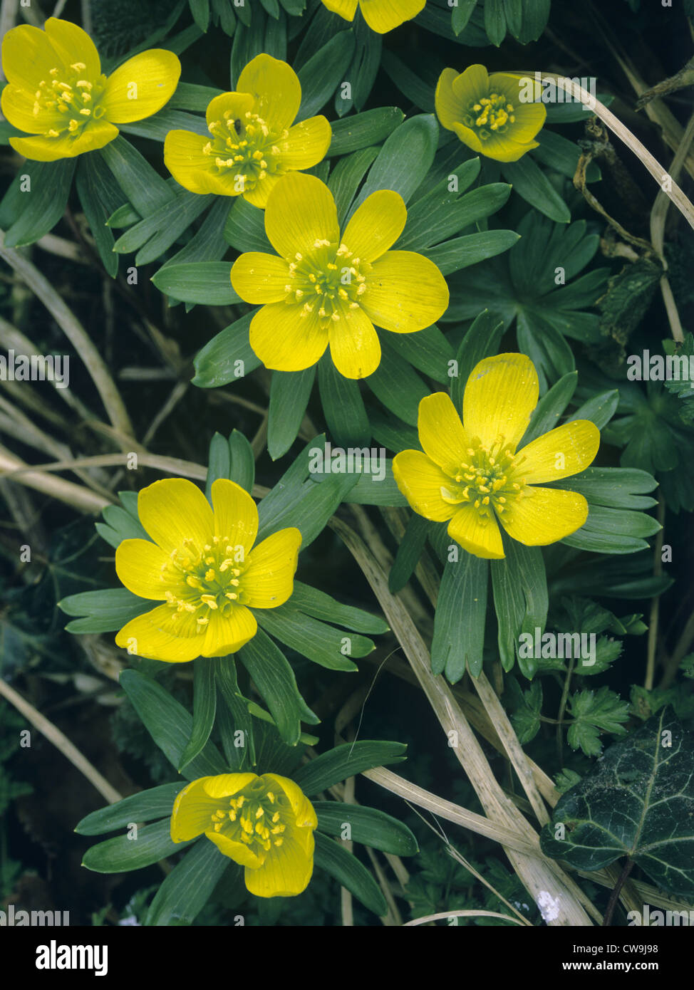 WINTER ACONITE Eranthis hyemalis (Ranunculaceae) Stock Photo