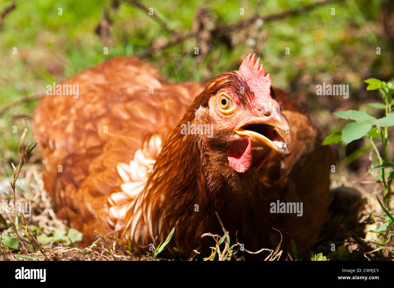A chicken in a Shropshire Garden, England Stock Photo Alamy
