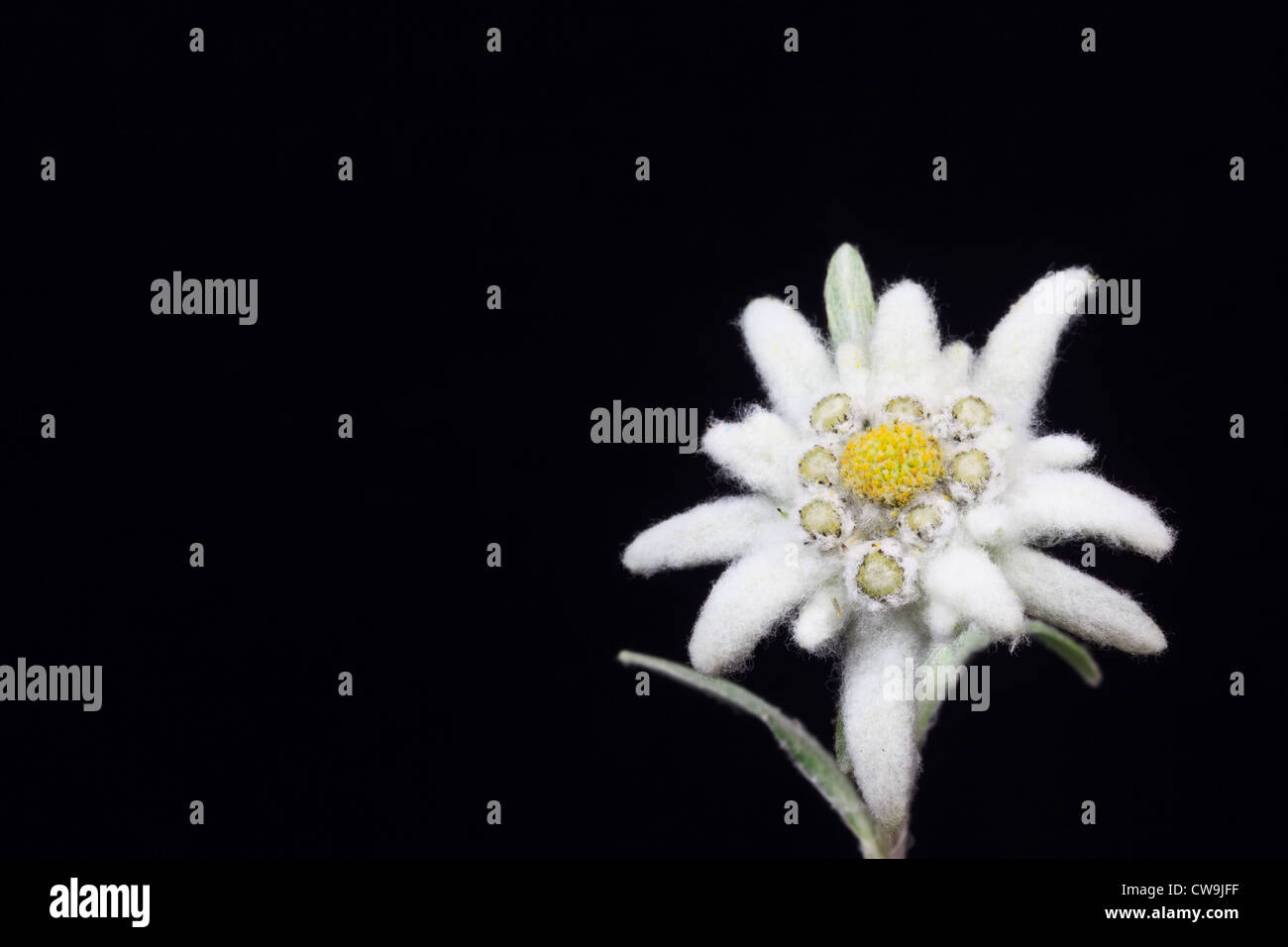 RMCW9JFF–edelweiss. edelweiss Stock Photohttps. person. www.alamy.com/stock...