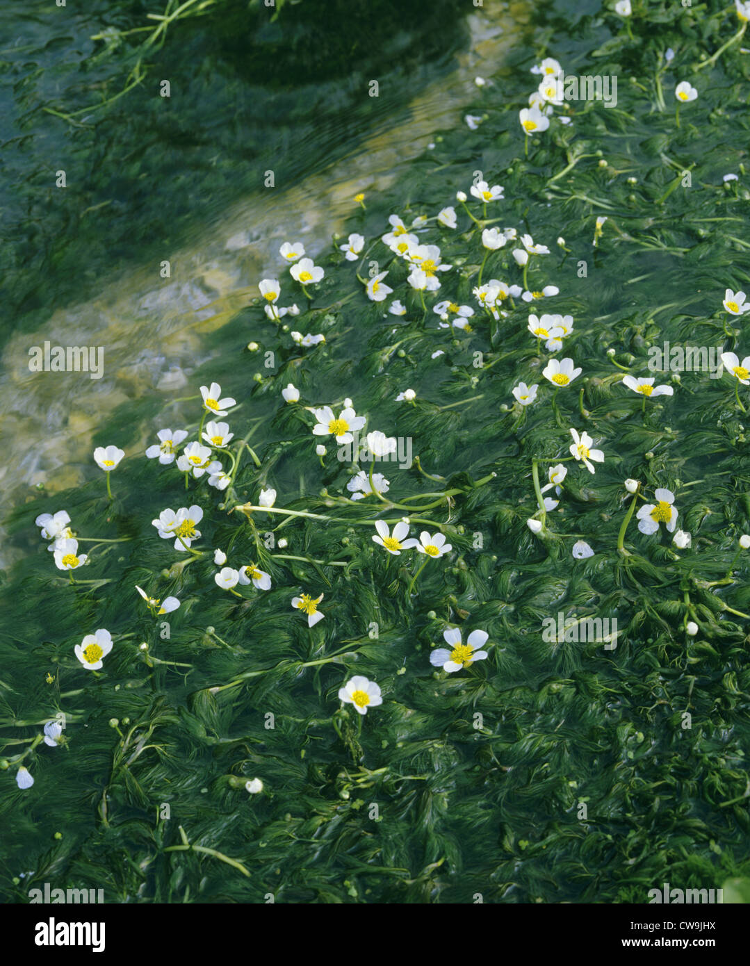 STREAM WATER-CROWFOOT Ranunculus pencillatus (Ranunculaceae) Stock Photo