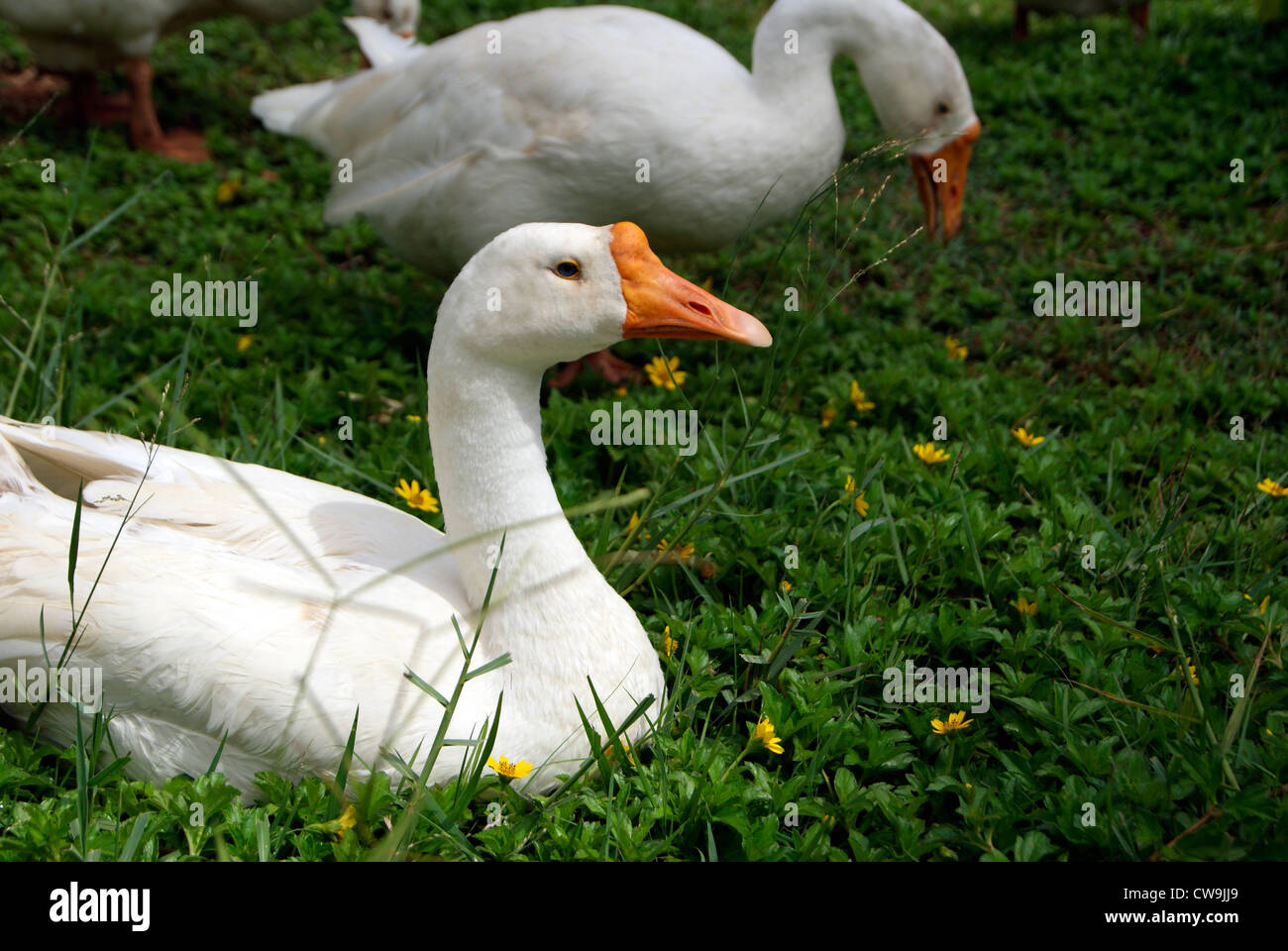 Kerala india swan hires stock photography and images Alamy