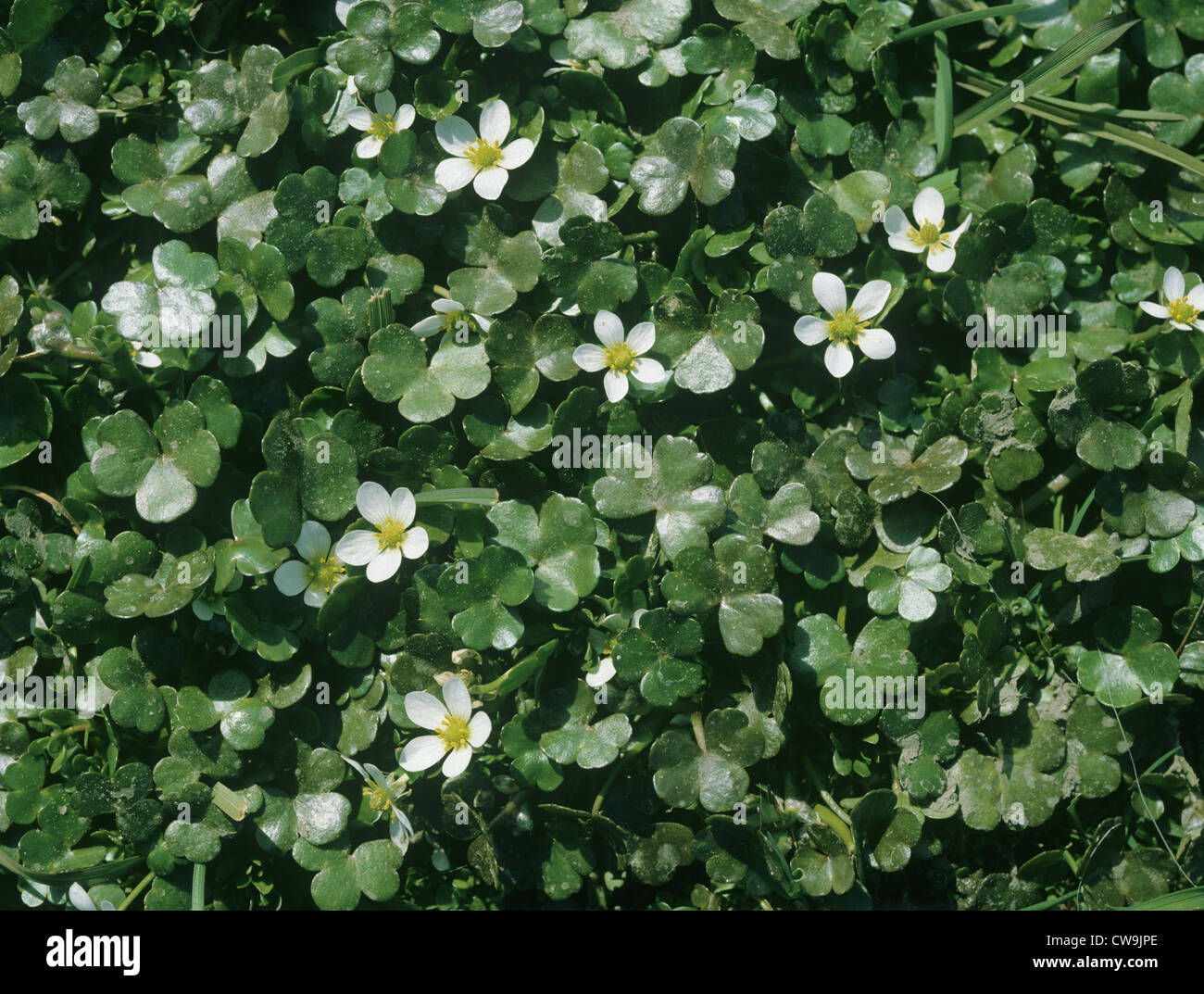 ROUND-LEAVED CROWFOOT Ranunculus omiophyllus (Ranunculaceae Stock Photo