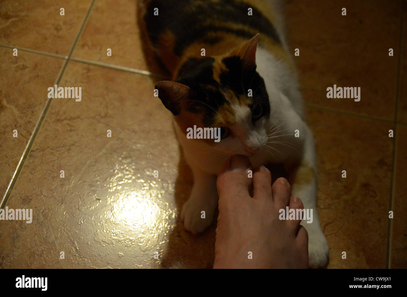 Cat bites me a toenail Stock Photo Alamy