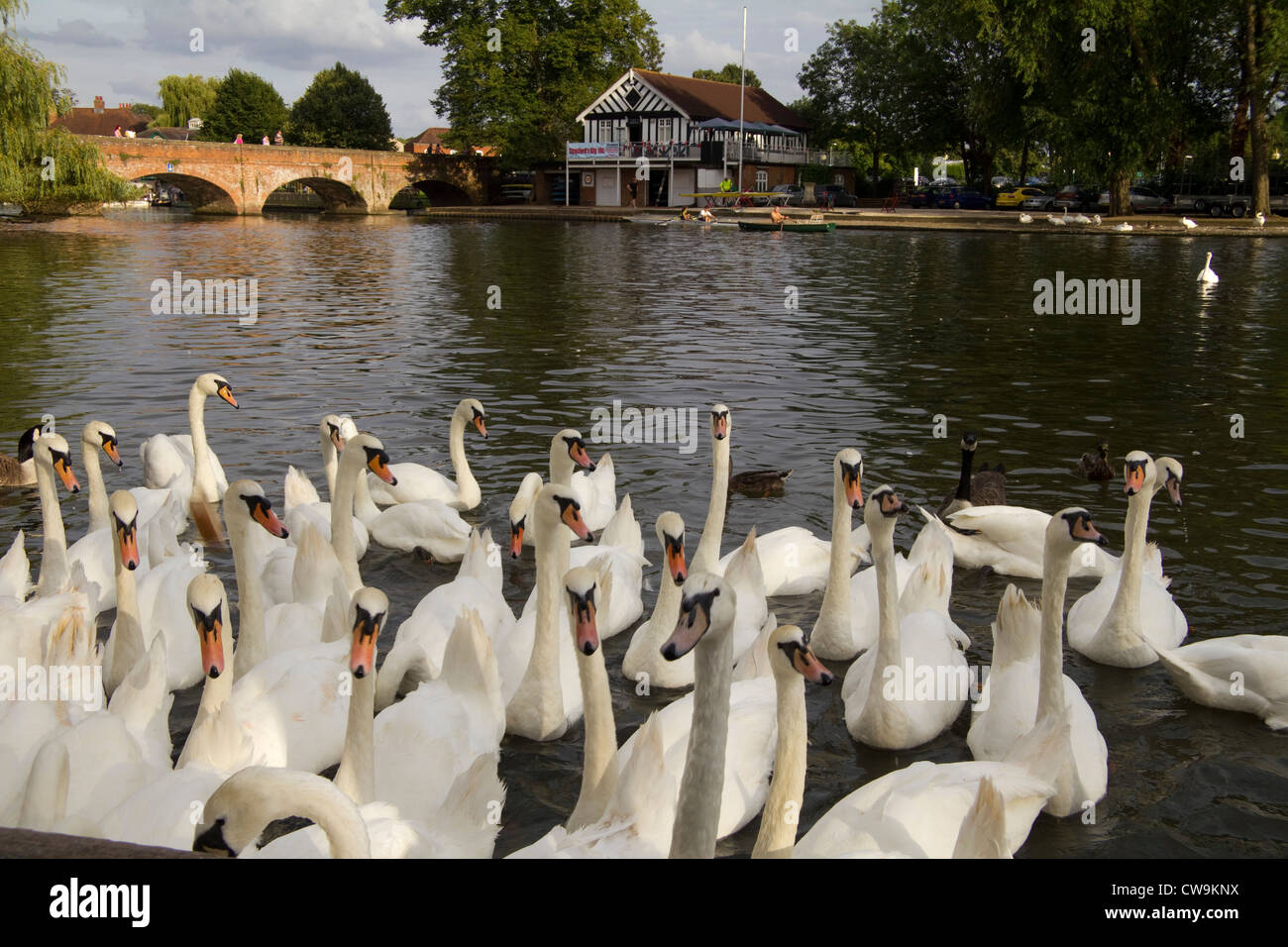 Swans at Stratford upon Avon, Warwickshire, England UK Stock Photo Alamy