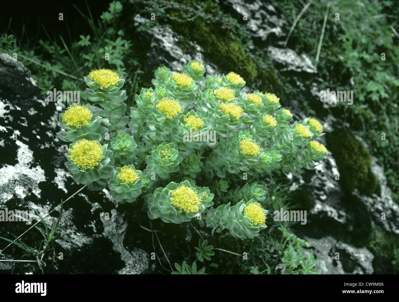 ROSEROOT Sedum rosea (Crassulaceae Stock Photo - Alamy