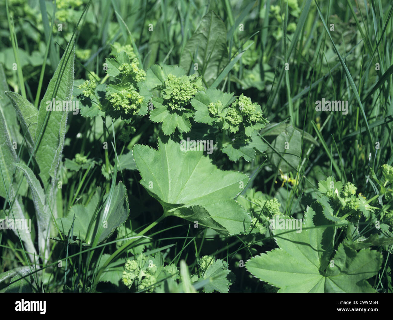 LADY’S-MANTLE Alchemilla vulgaris agg. (Rosaceae) Stock Photo