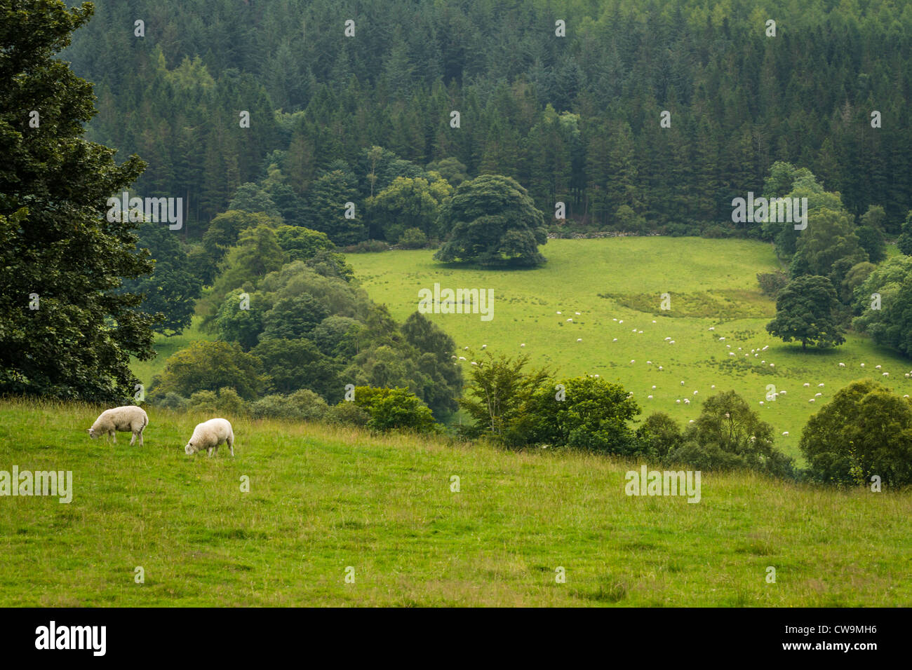 Flock of sheep grazing in the meadow Stock Photo - Alamy