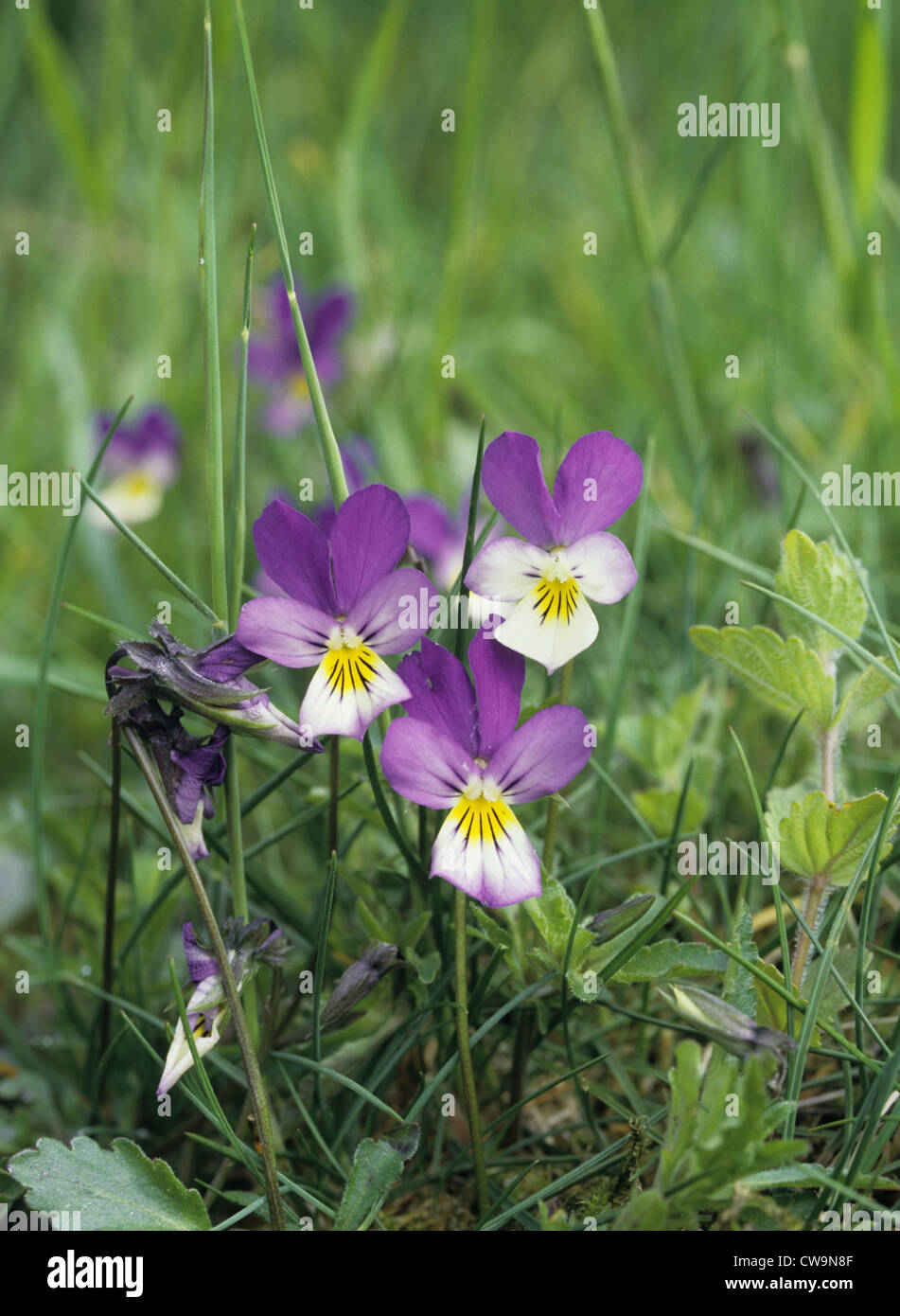 WILD PANSY Viola tricolor (Violaceae Stock Photo Alamy