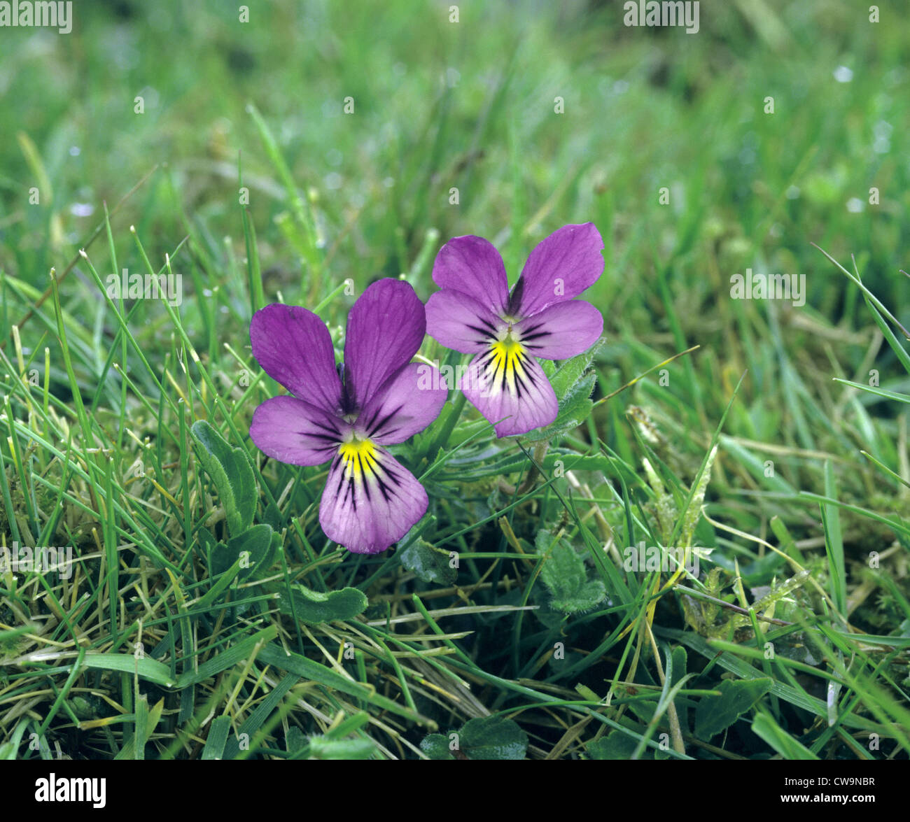 MOUNTAIN PANSY Viola lutea (Violaceae) Stock Photo