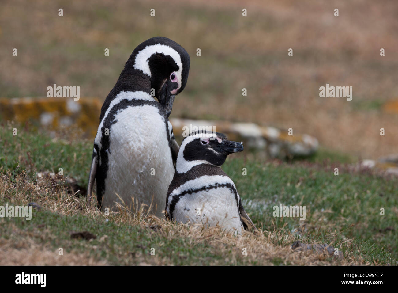 Magellanic Penguin (Spheniscus magellanicus) mated pair standing and preening in their nesting burrow Stock Photo