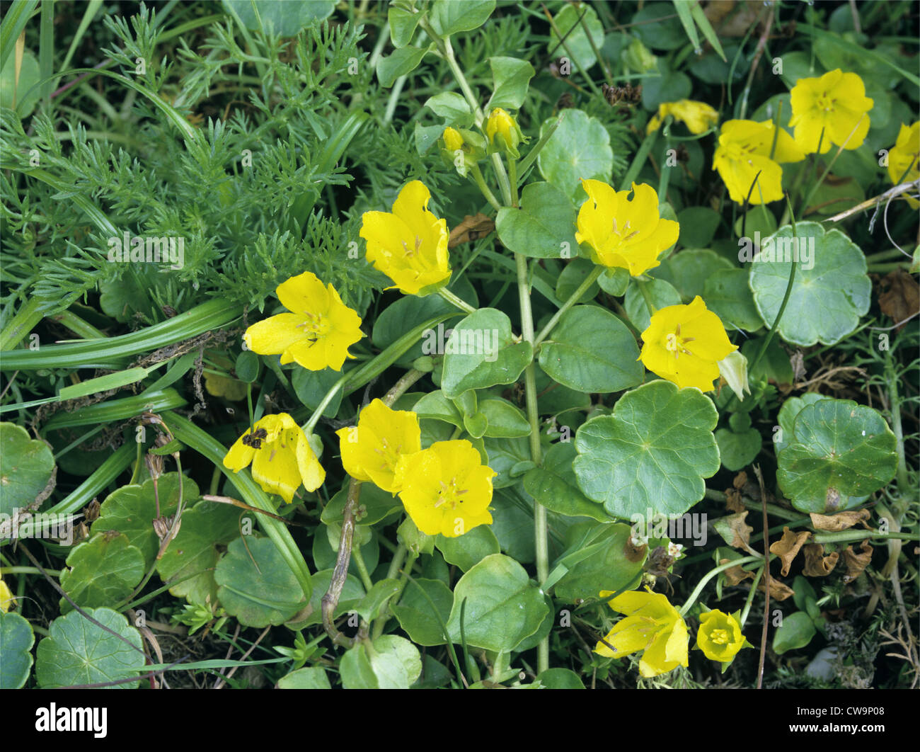 CREEPING-JENNY Lysimachia nummularia (Primulaceae) Stock Photo