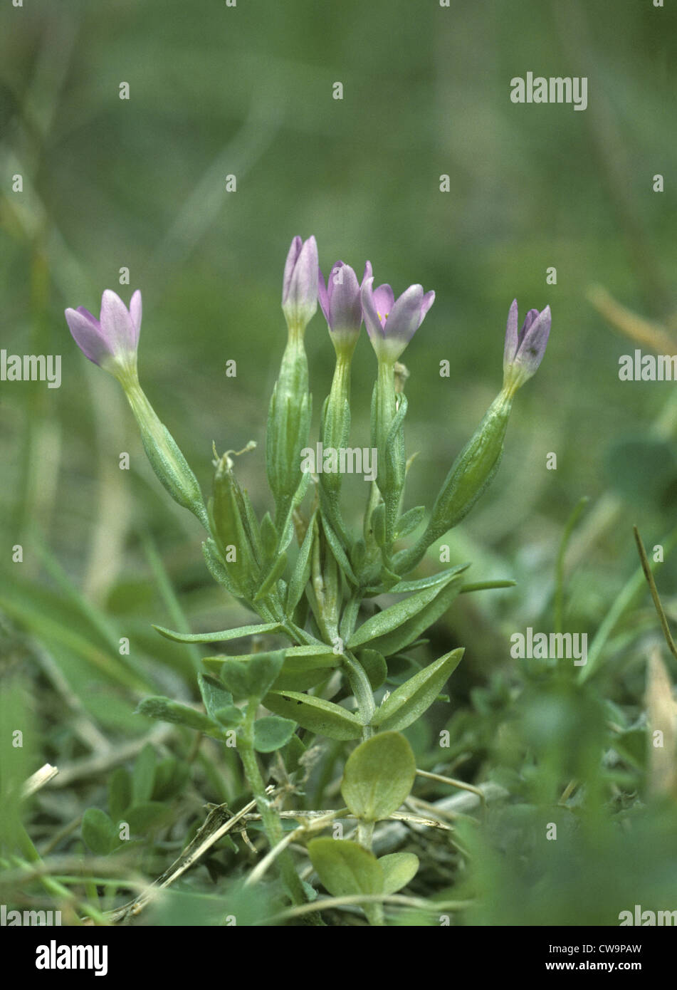 LESSER CENTAURY Centaurium pulchellum (Gentianaceae) Stock Photo