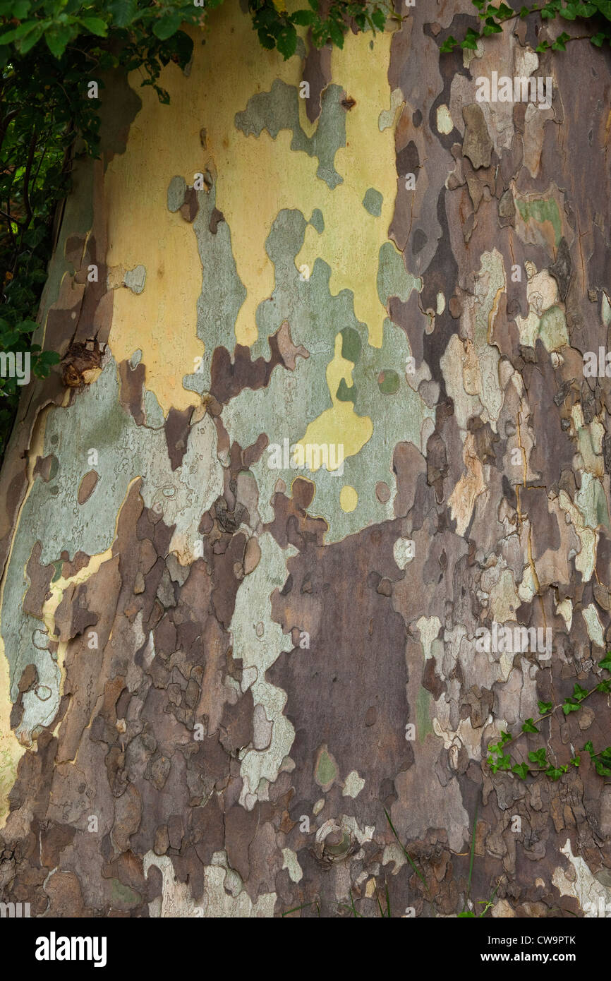 Different colours of bark on a tree including yellow brown cream and green Stock Photo