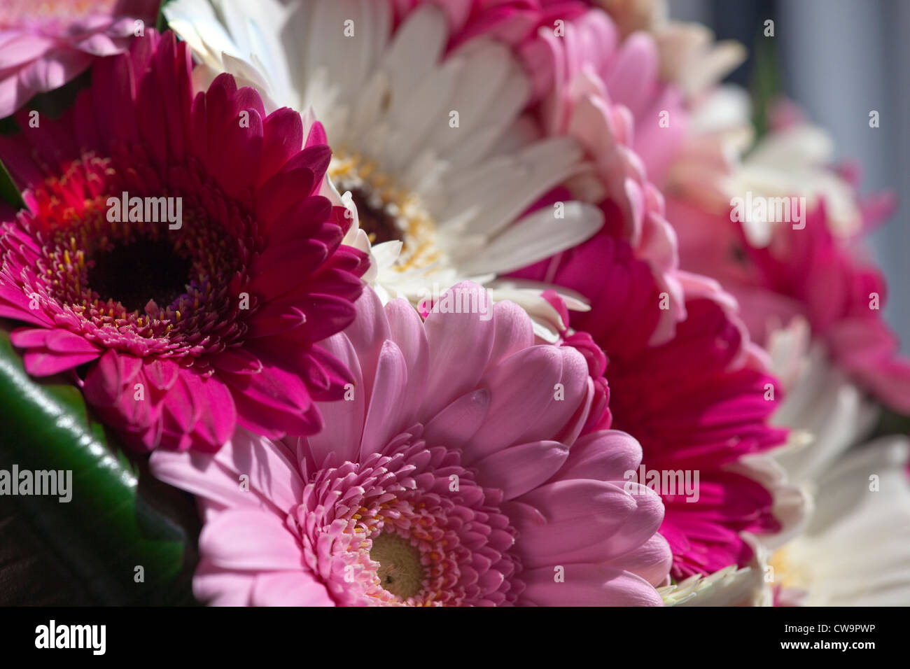 A floral bouquet in pink, red and white Stock Photo