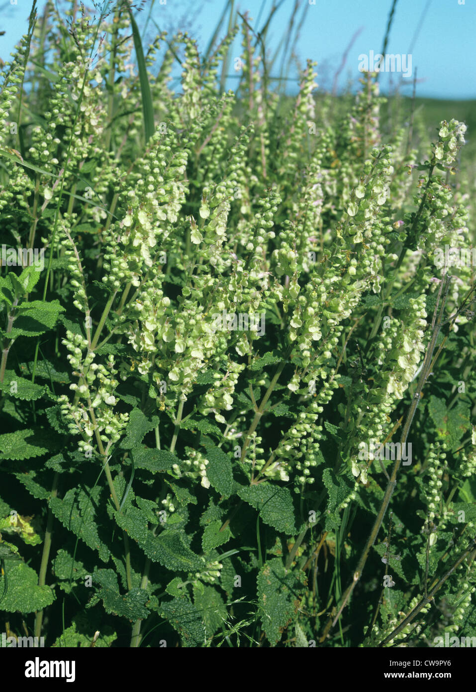 WOOD SAGE Teucrium scorodonia (Lamiaceae) Stock Photo