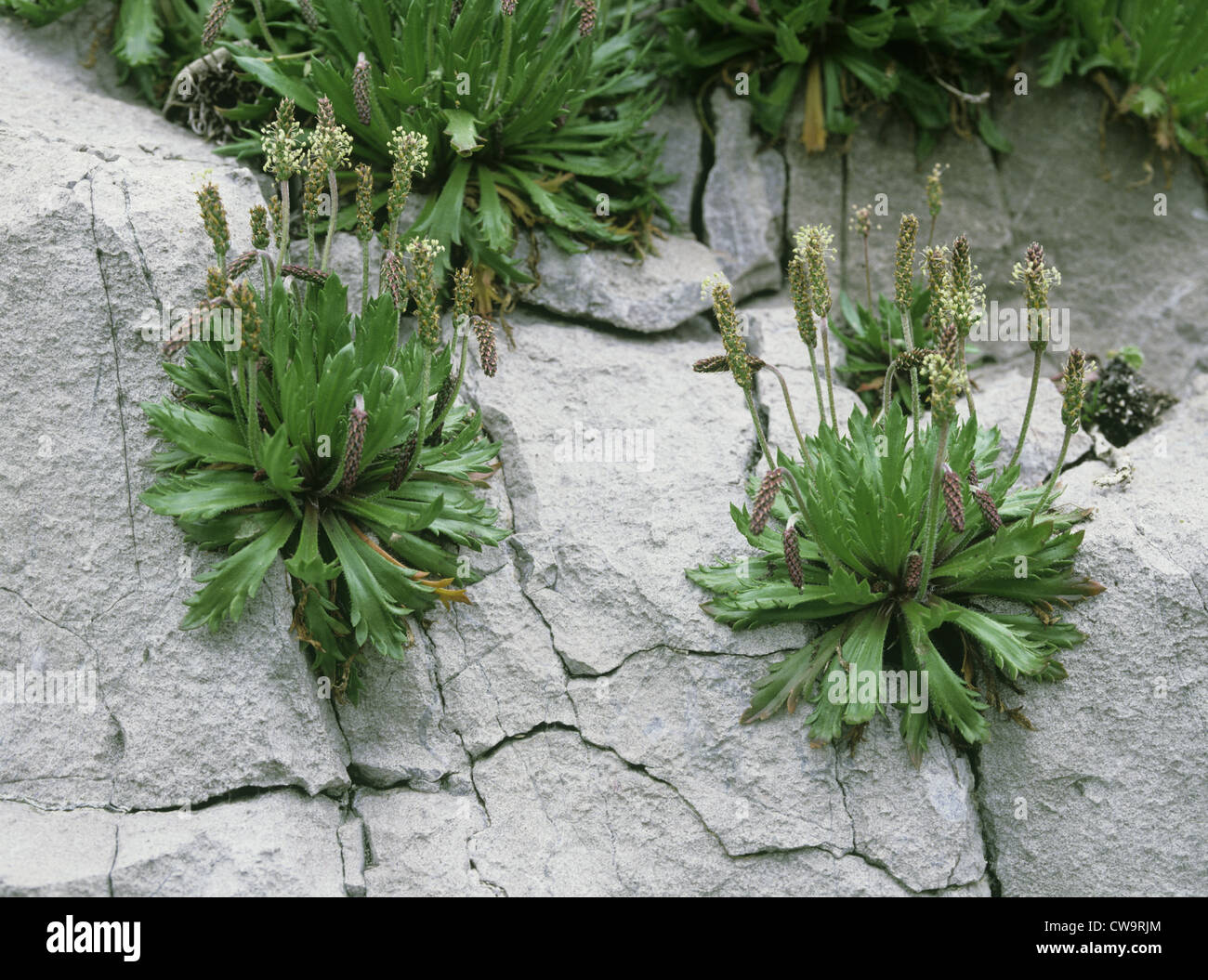 BUCK’SHORN PLANTAIN Plantago coronopus (Plantaginaceae Stock Photo Alamy