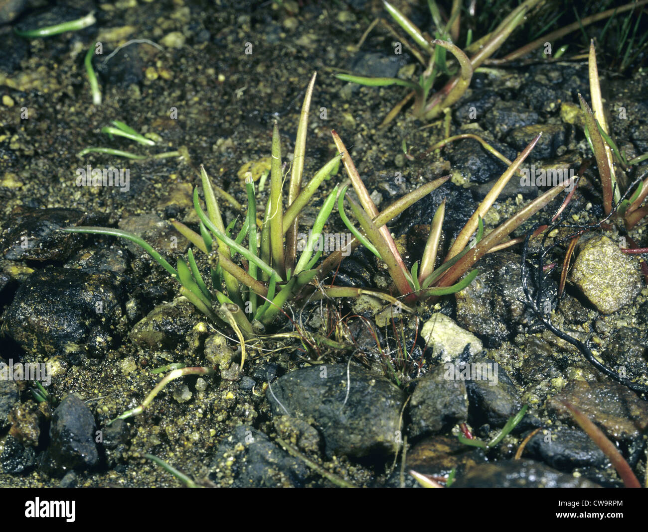 SHOREWEED Littorella uniflora (Plantaginaceae) Stock Photo