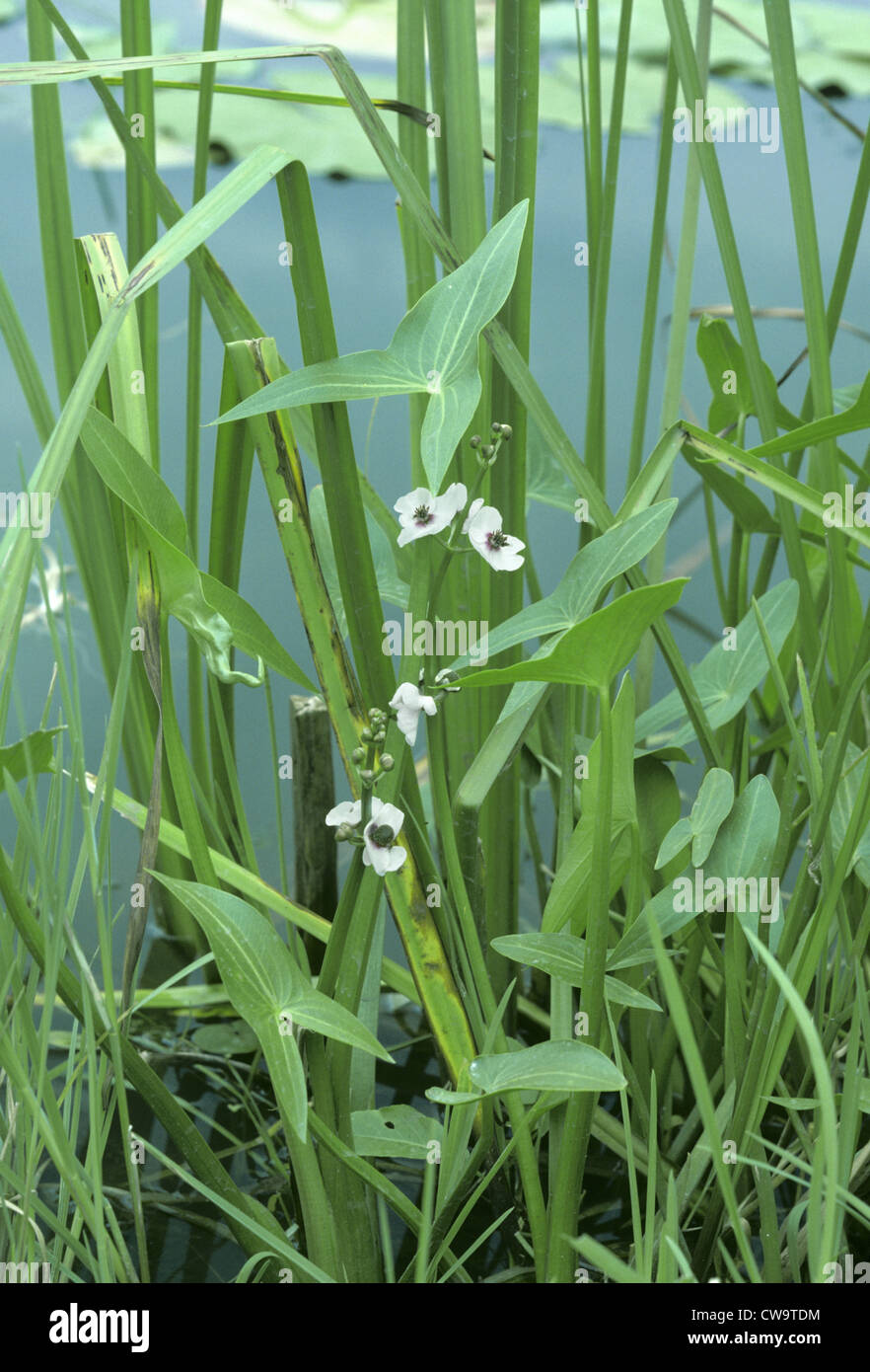 ARROWHEAD Sagittaria sagittifolia (Alismataceae) Stock Photo