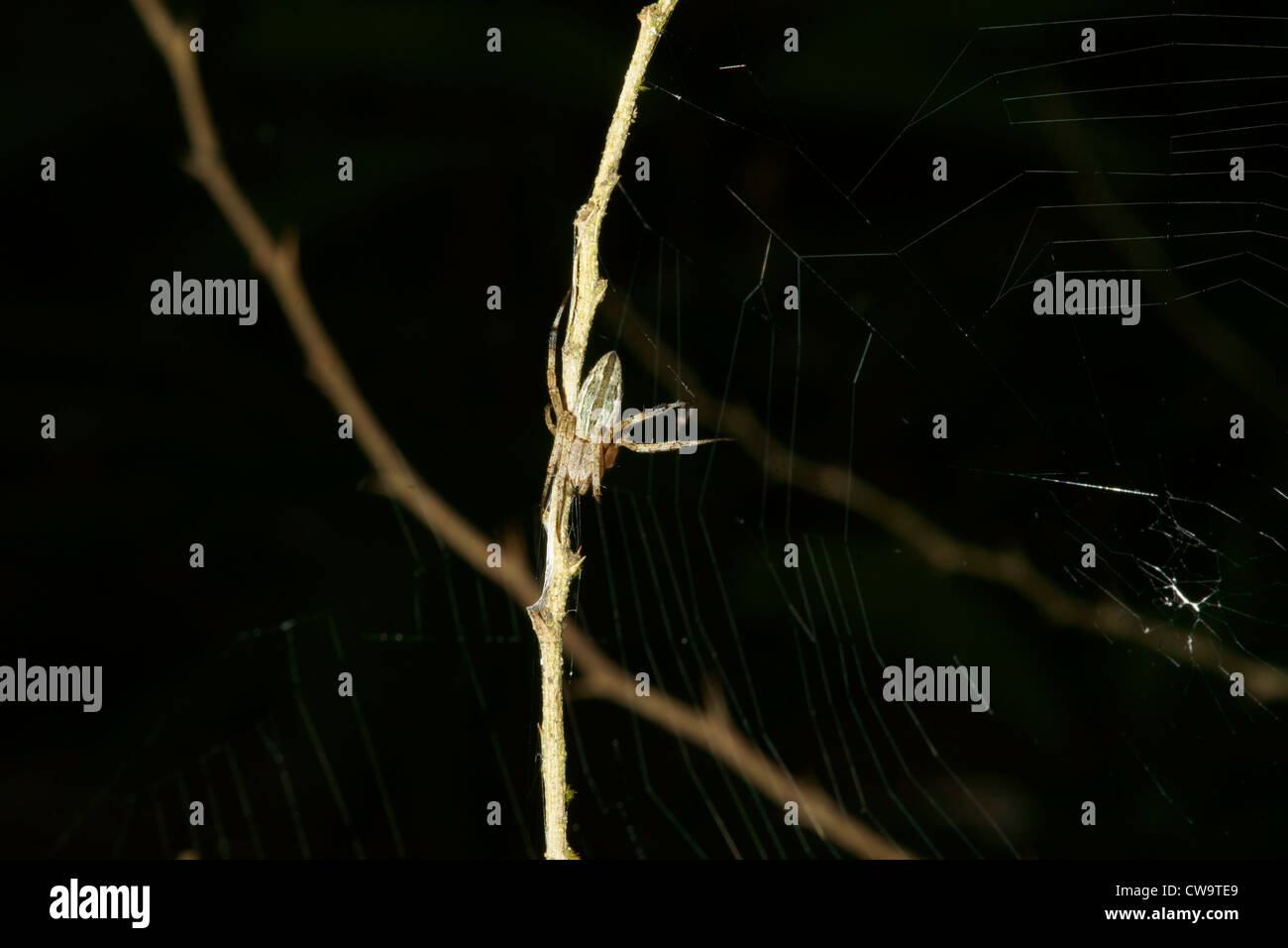 camouflage spider on branch Stock Photo