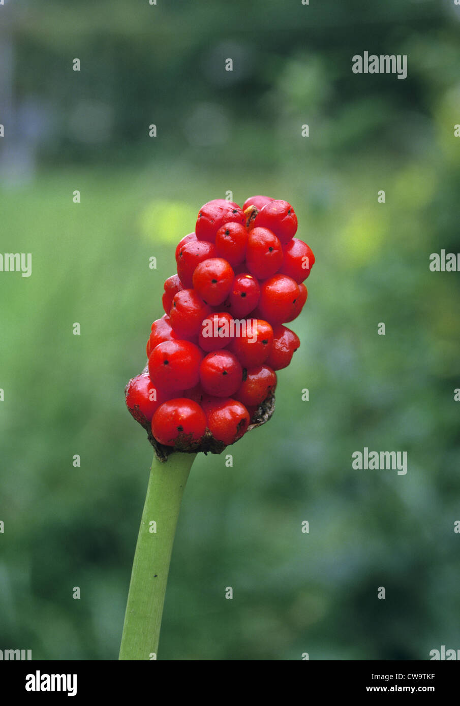 LORD-AND-LADIES Arum maculatum (Araceae) Stock Photo