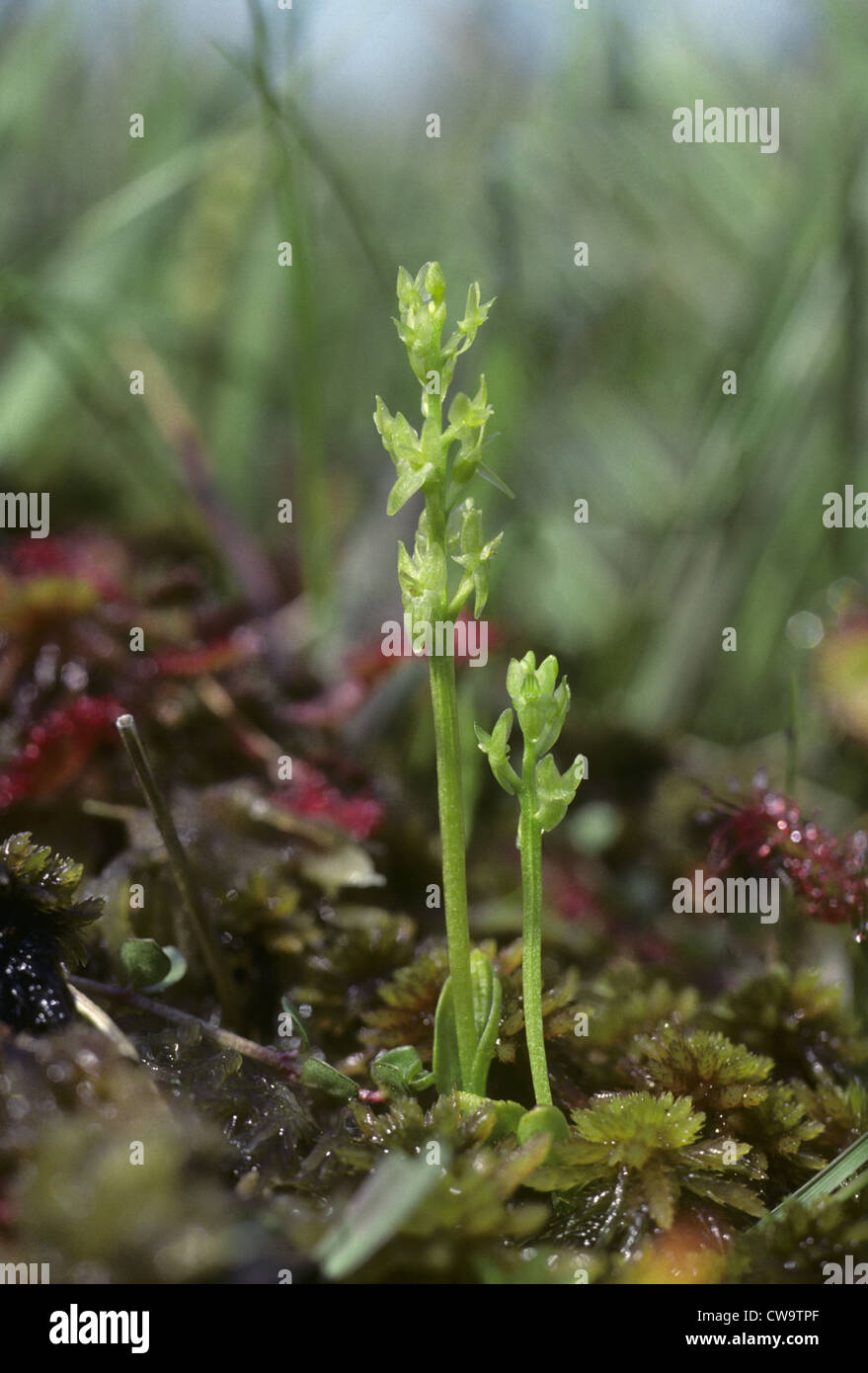 BOG ORCHID Hammarbya paludosa (Orchidaceae) Stock Photo