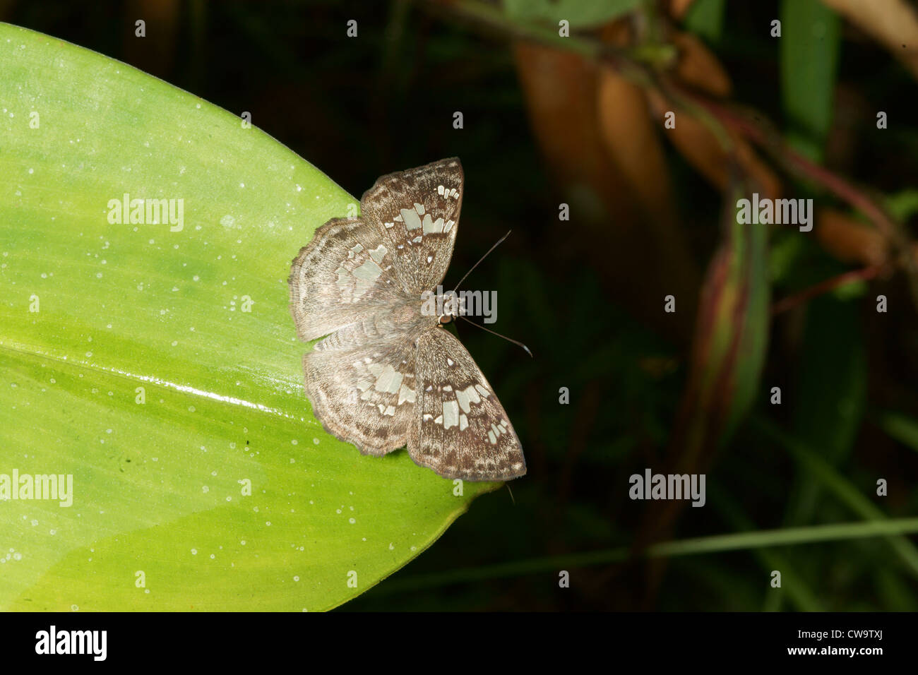 speckled mottled moth on plant leaf Stock Photo