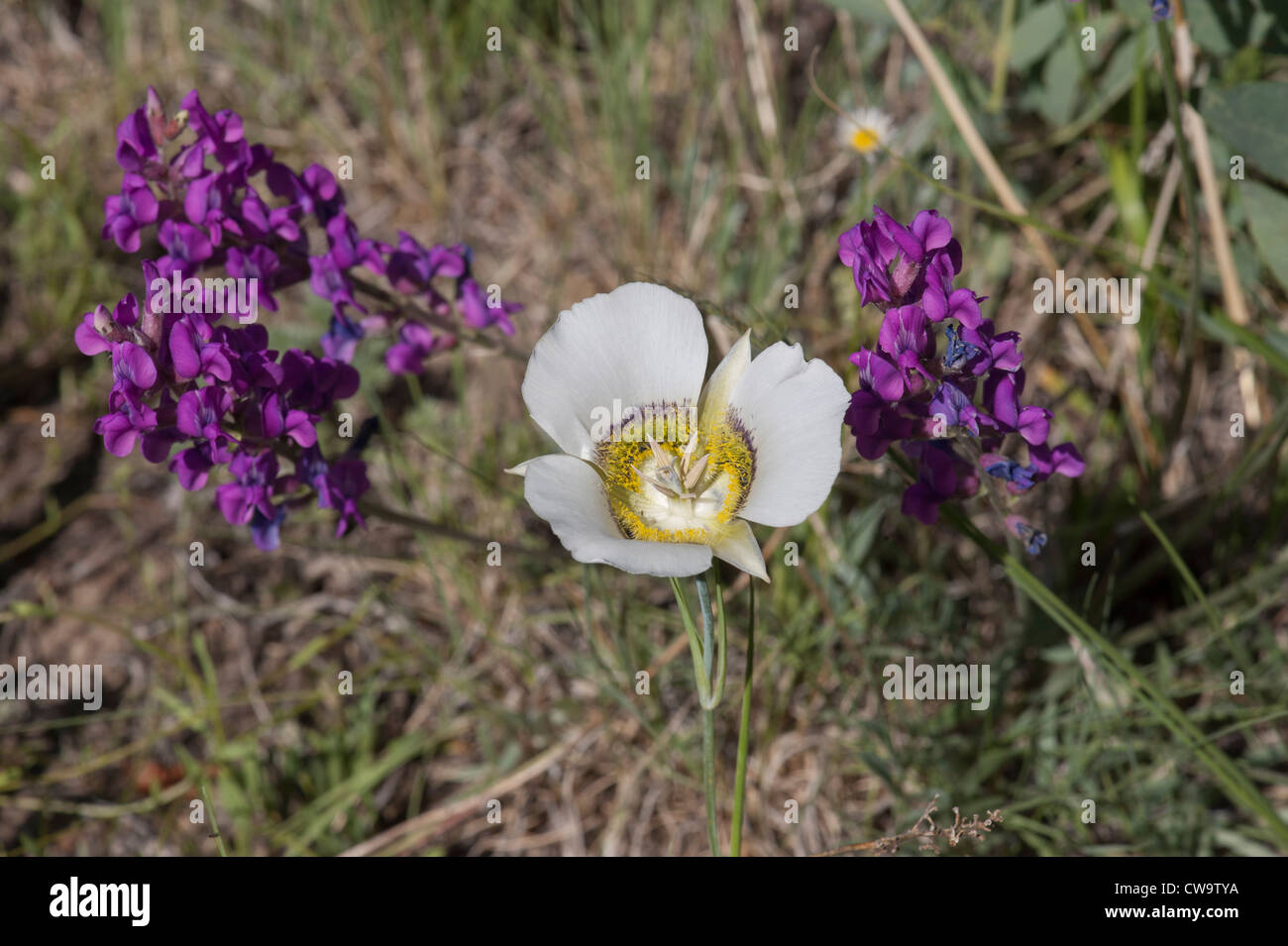 Mariposa Lily (Calochortus gunnisonii) flanked by unidentified purple wildflowers Stock Photo