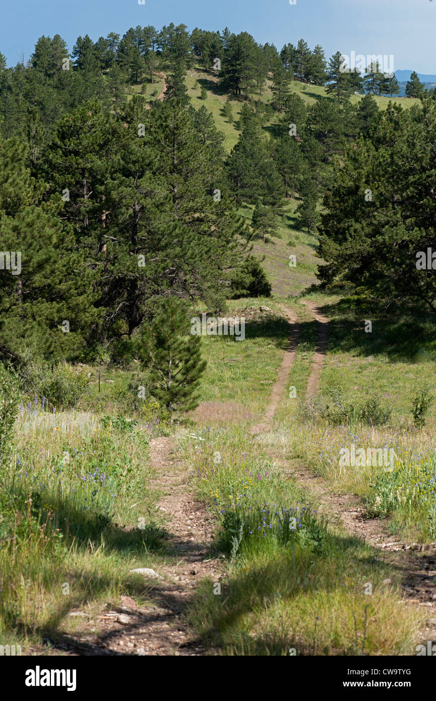 A four-wheel-drive road winds its way up a hillside of wildflowers in Gilpin County, Colorado Stock Photo
