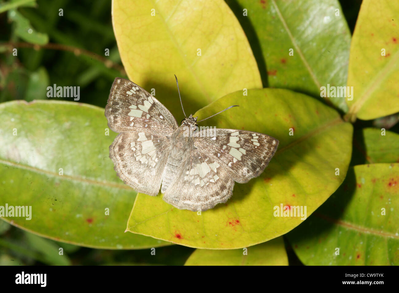 speckled moth on plant leaf Stock Photo