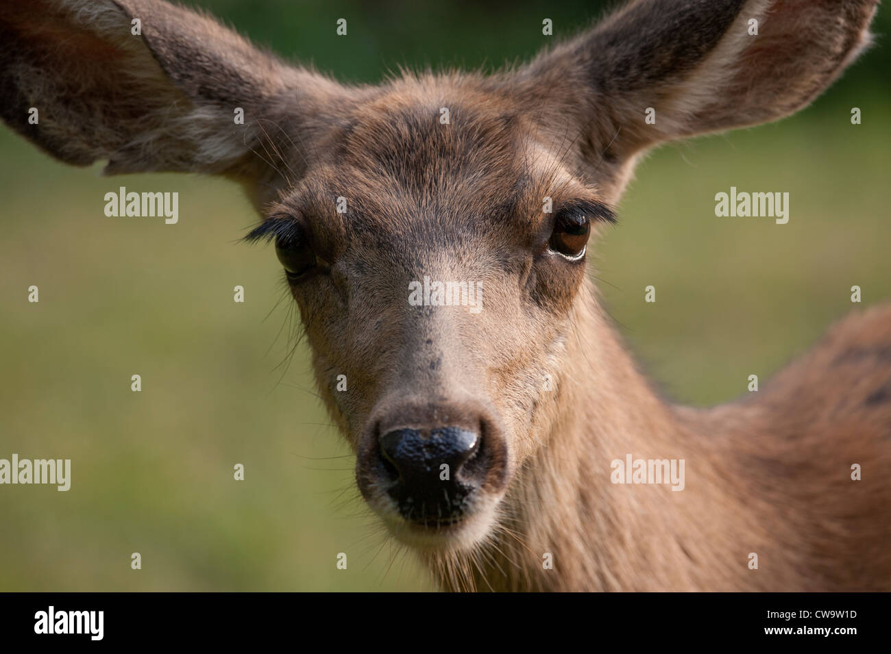 facial closeup of a female mule deer (Odocoileus hemionus) Stock Photo