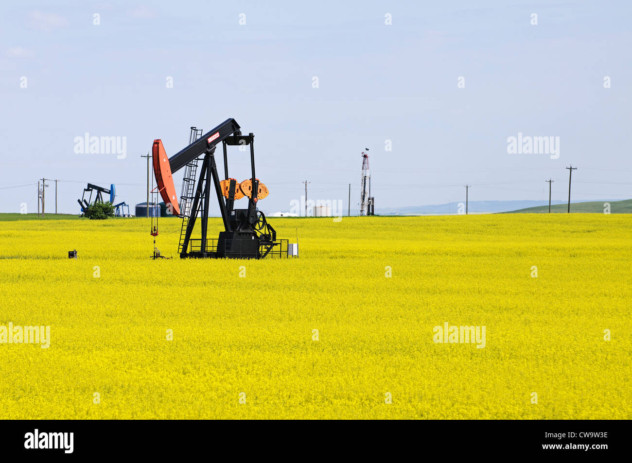 Oilfield pumpjacks in a farm field of flowering canola (rapeseed) pump crude oil near the town of Drumheller, Alberta, Canada. Stock Photo
