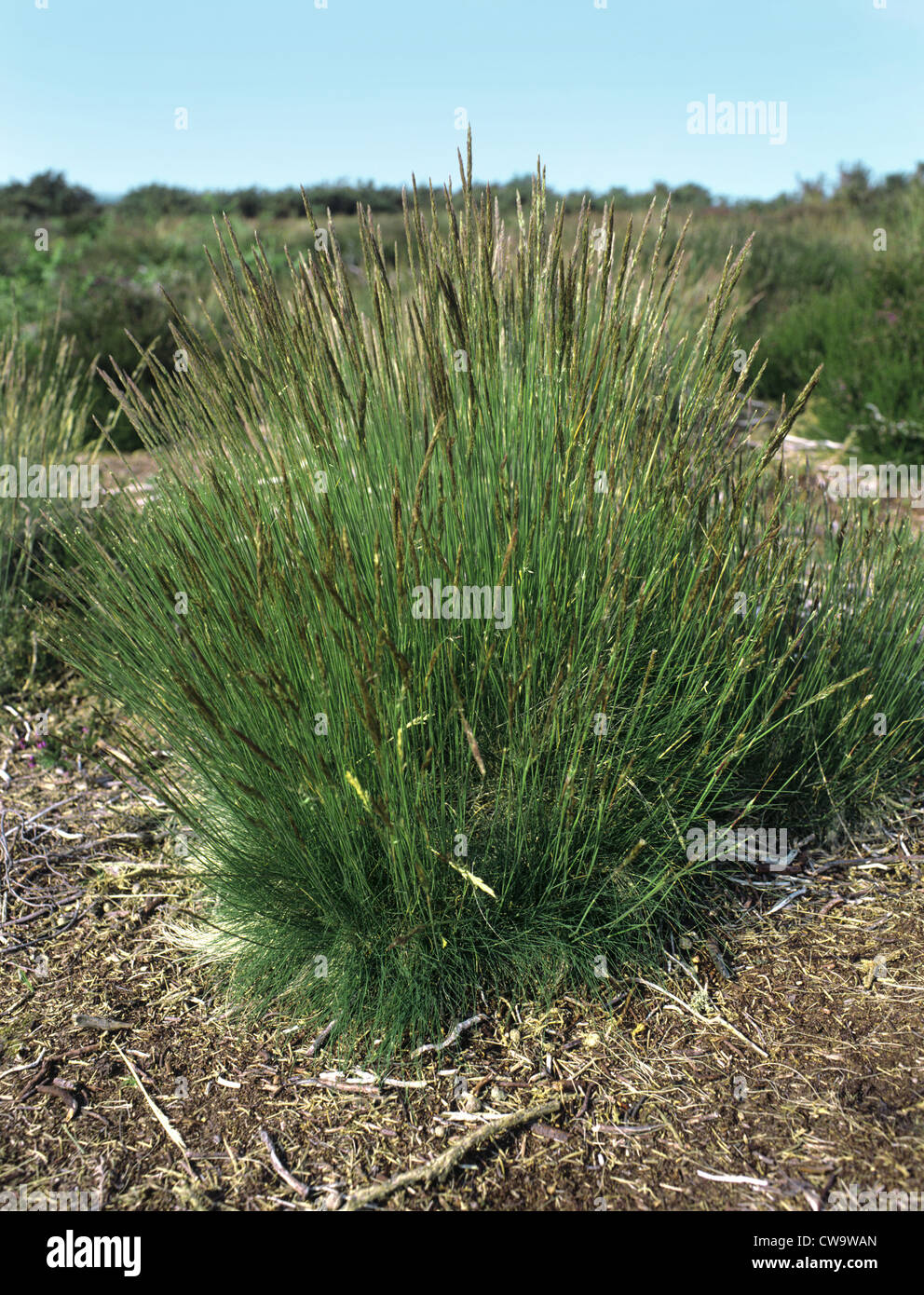 Bristle Bent (Agrostis curtisii) Stock Photo