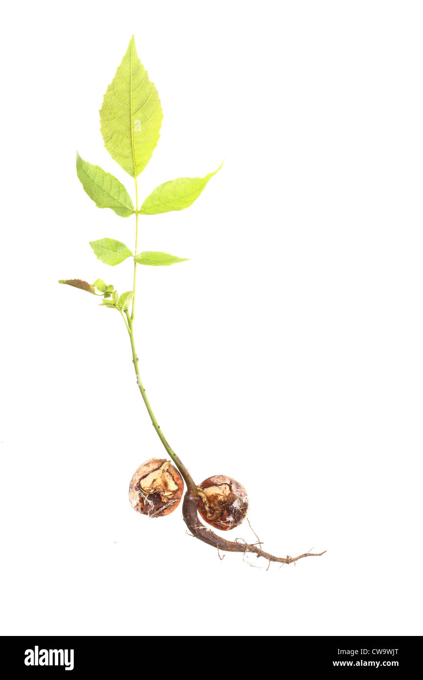 Walnut Tree Close closeup of a Walnut tree isolated on white Stock Photo - Alamy