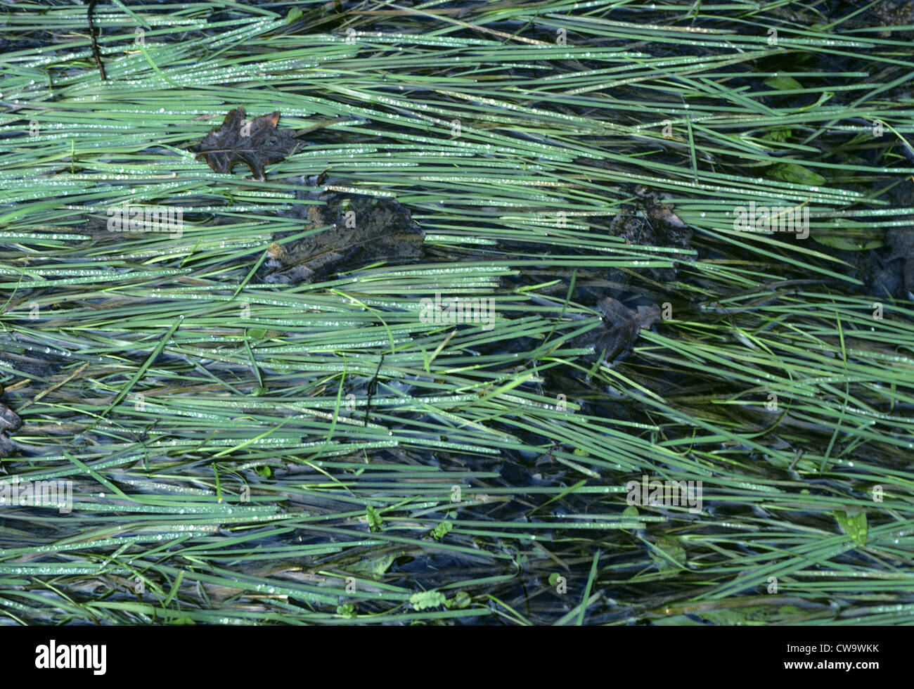 Floating Sweet-grass (Glyceria fluitans) Stock Photo