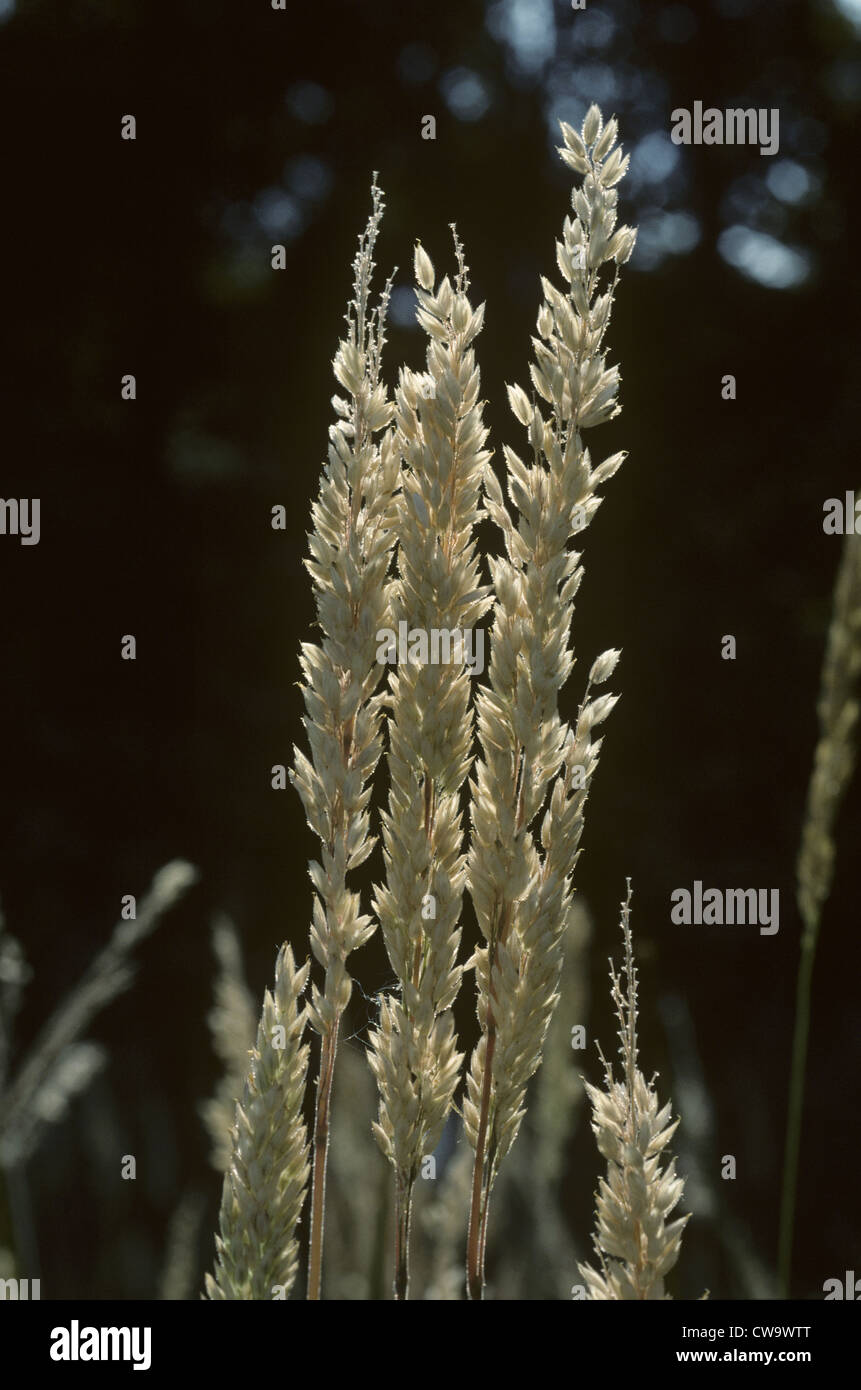 Soft Woodgrass/Creeping Softgrass (Holcus mollis Stock Photo Alamy