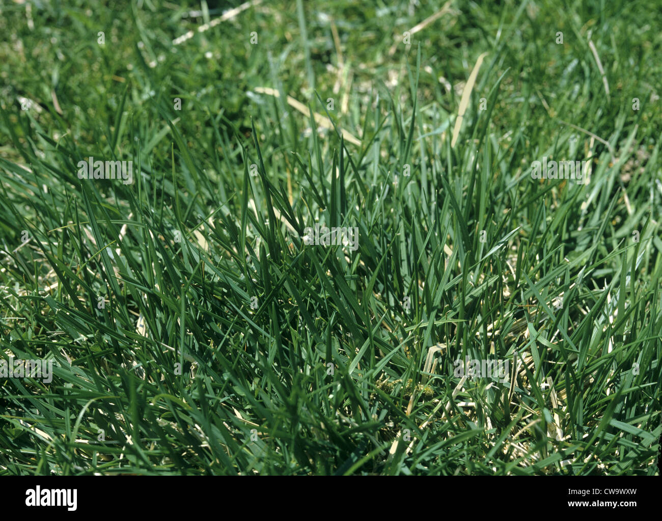 Blue Moor-grass (Sesleria caerulea) Stock Photo