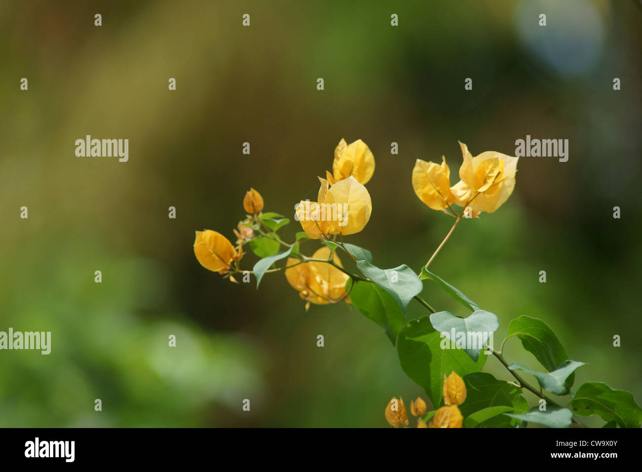 yellow bougainvillea flowers Stock Photo Alamy